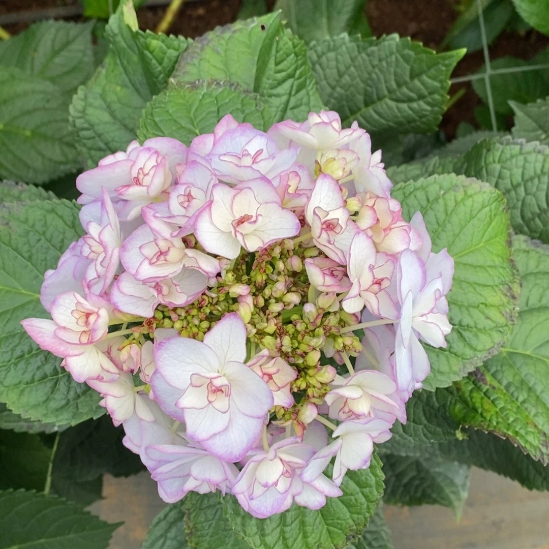 661号绣球/有色差介意勿拍（3单冷链包邮、偏远补运费发德邦空运）