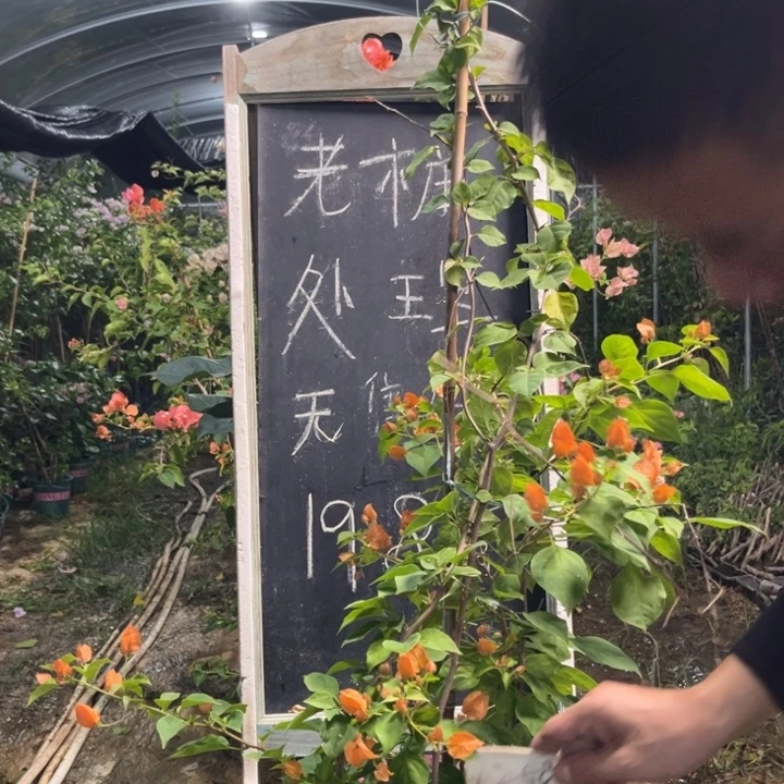 无花朵三角梅三角梅1258