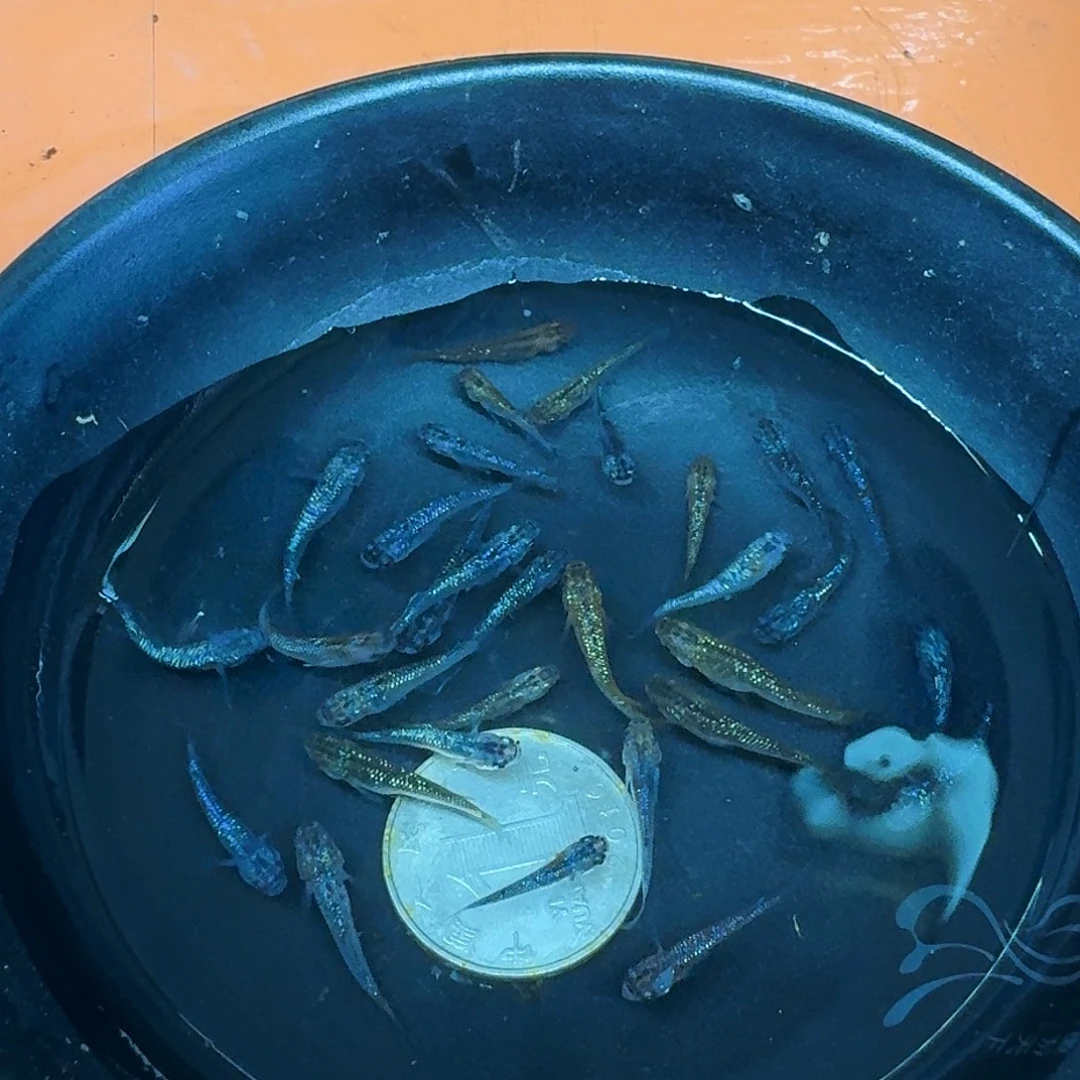 斑马鱼2组包邮1.5-2cm星光10条