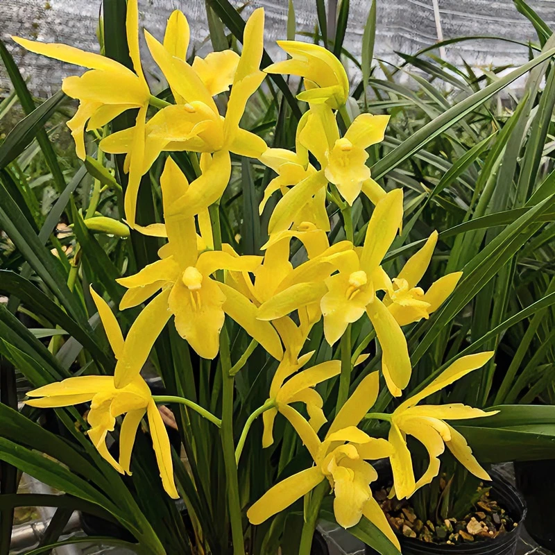 建兰【黄金万两】【香水香兰】黄花好养易一杆多花带花有花兰花