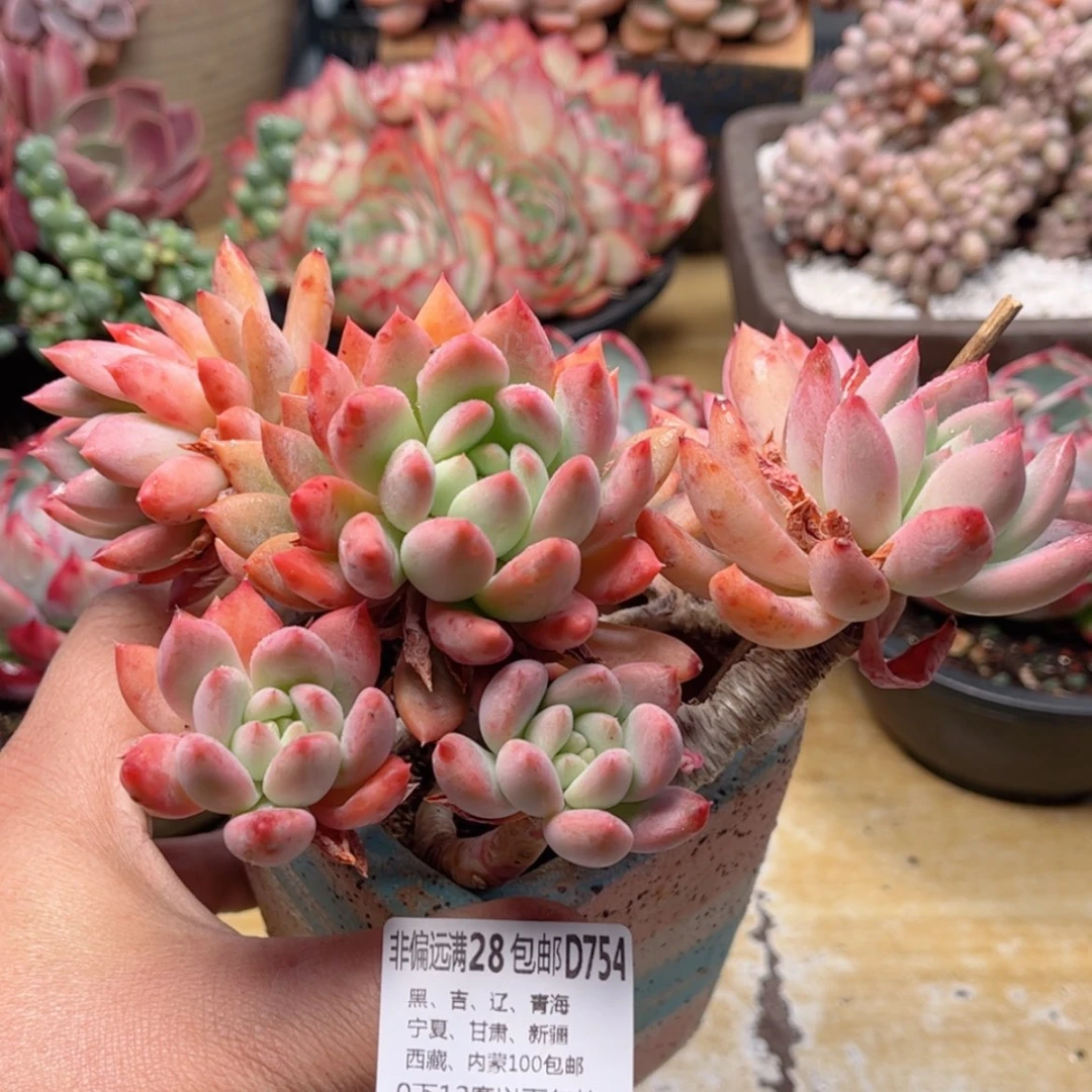 【闪购商品】754美人