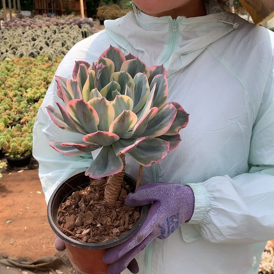 多肉植物推荐玉凤锦15