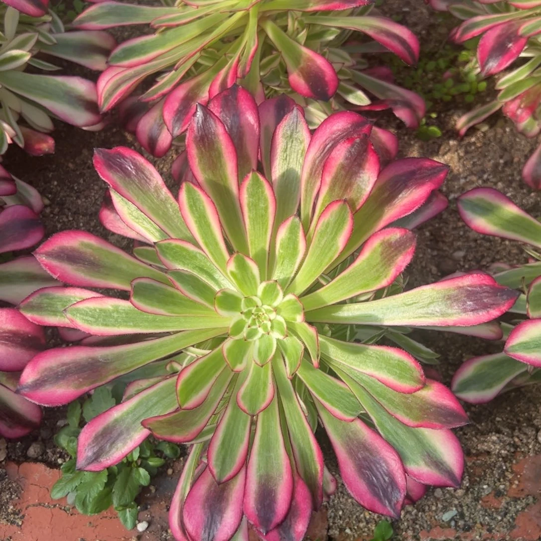 红铜白手捧多肉植物