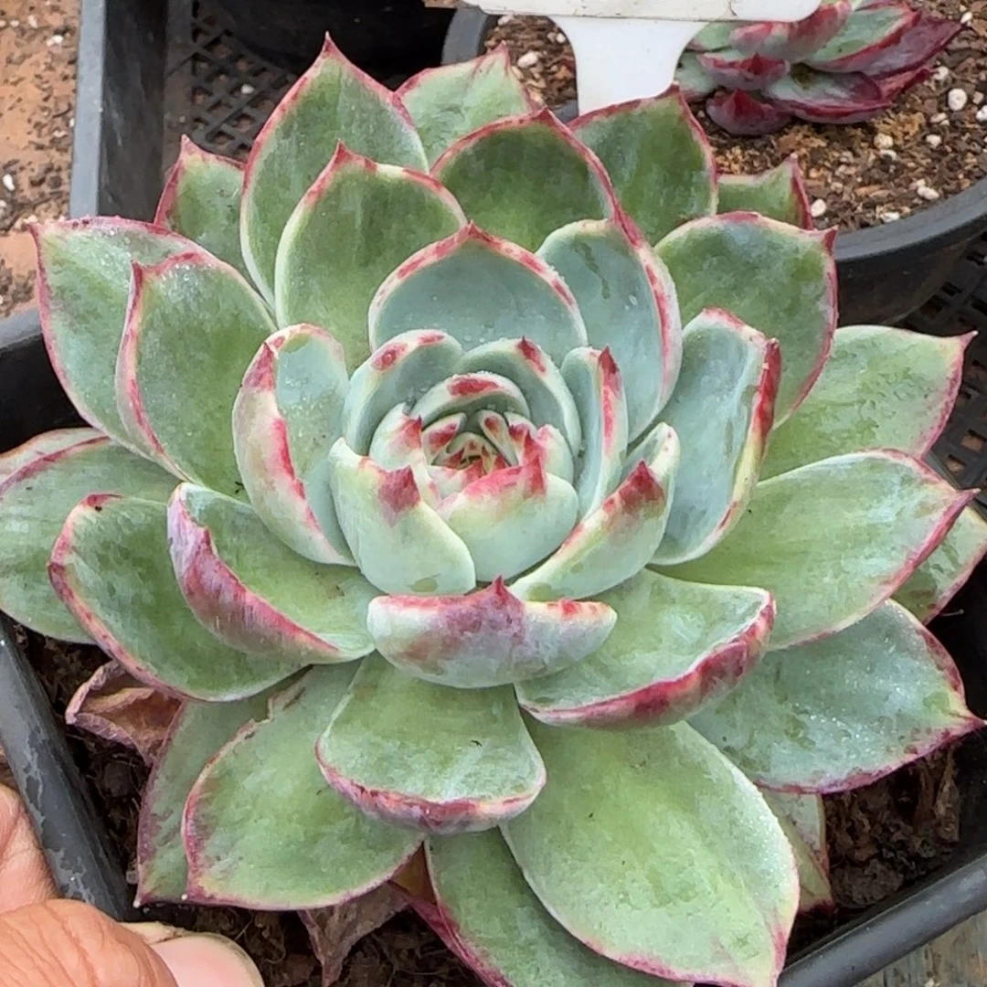 惊鸿一物一拍包装收缩花旱833