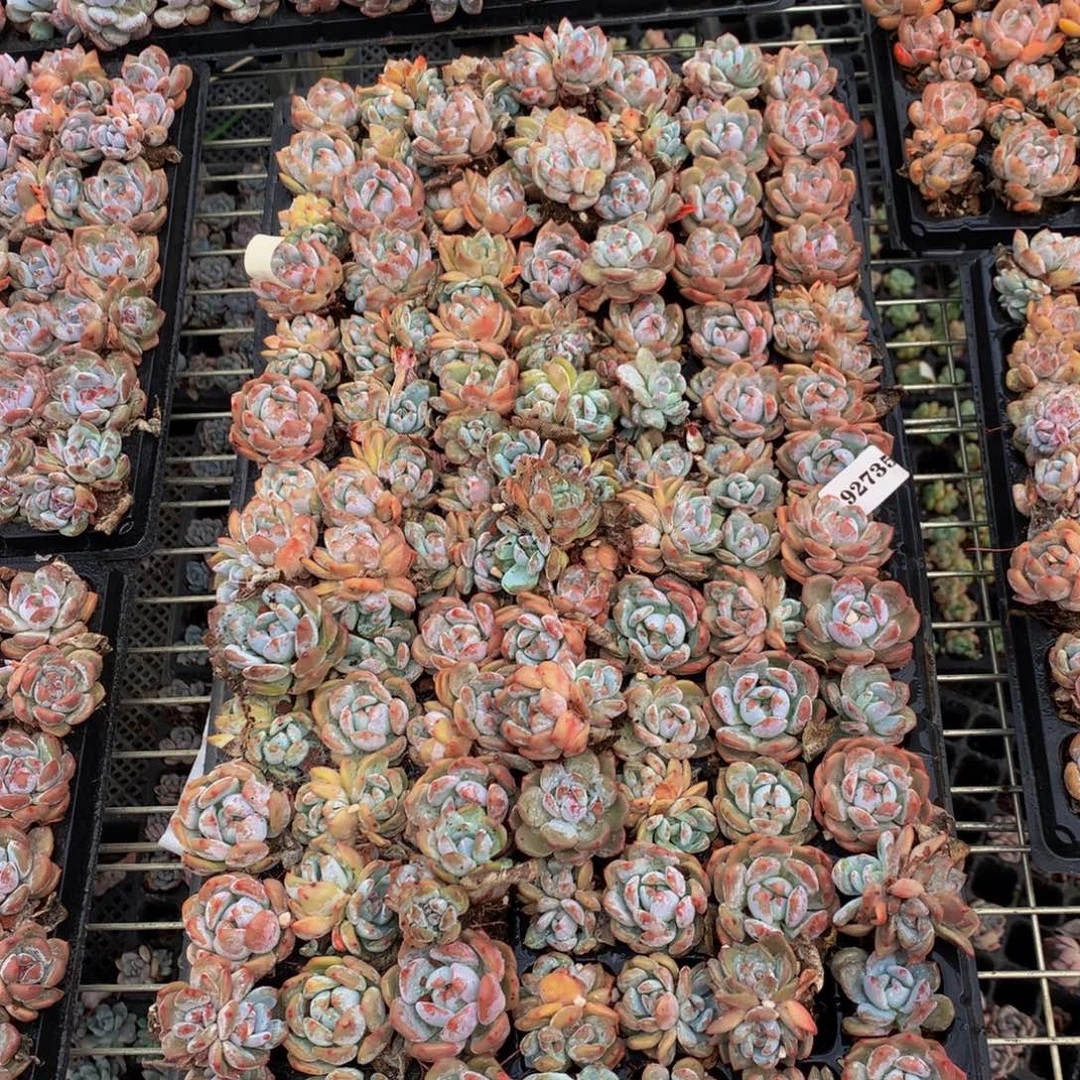 92735一整盘100左右嗯嗯嗯嗯好