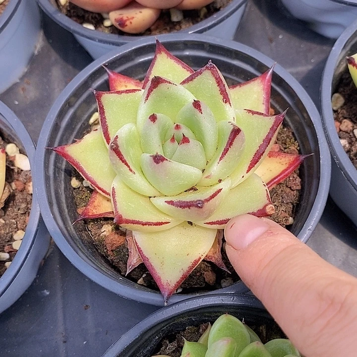 268 多肉植物盆栽花卉植物