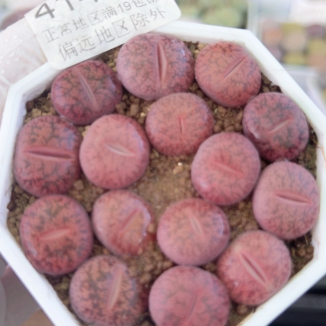 4148 好养易活生石花大母本