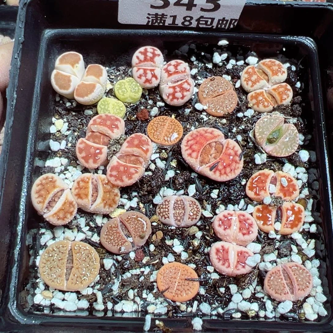 【闪购商品】 343。