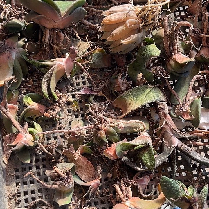 汤*脱土发货11111111111