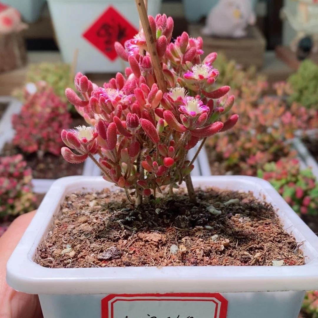 红宝石带盆土发货一物一拍