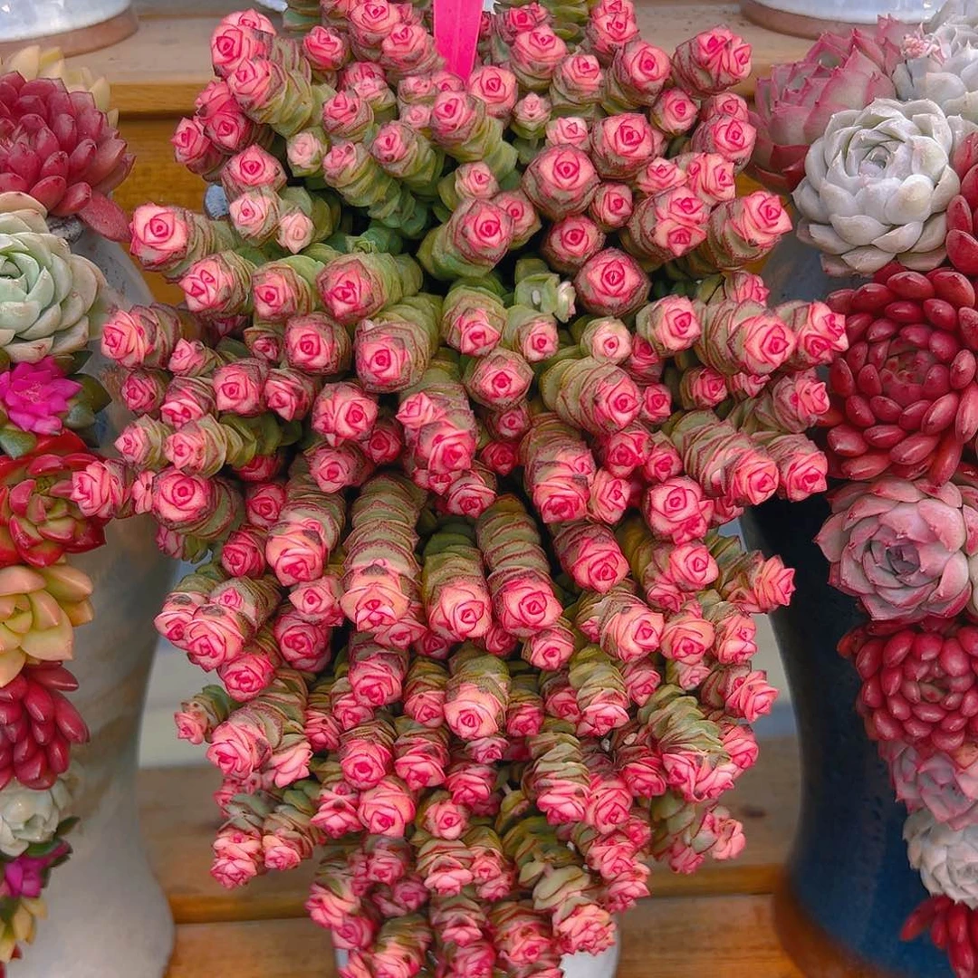 004钱串多肉组合