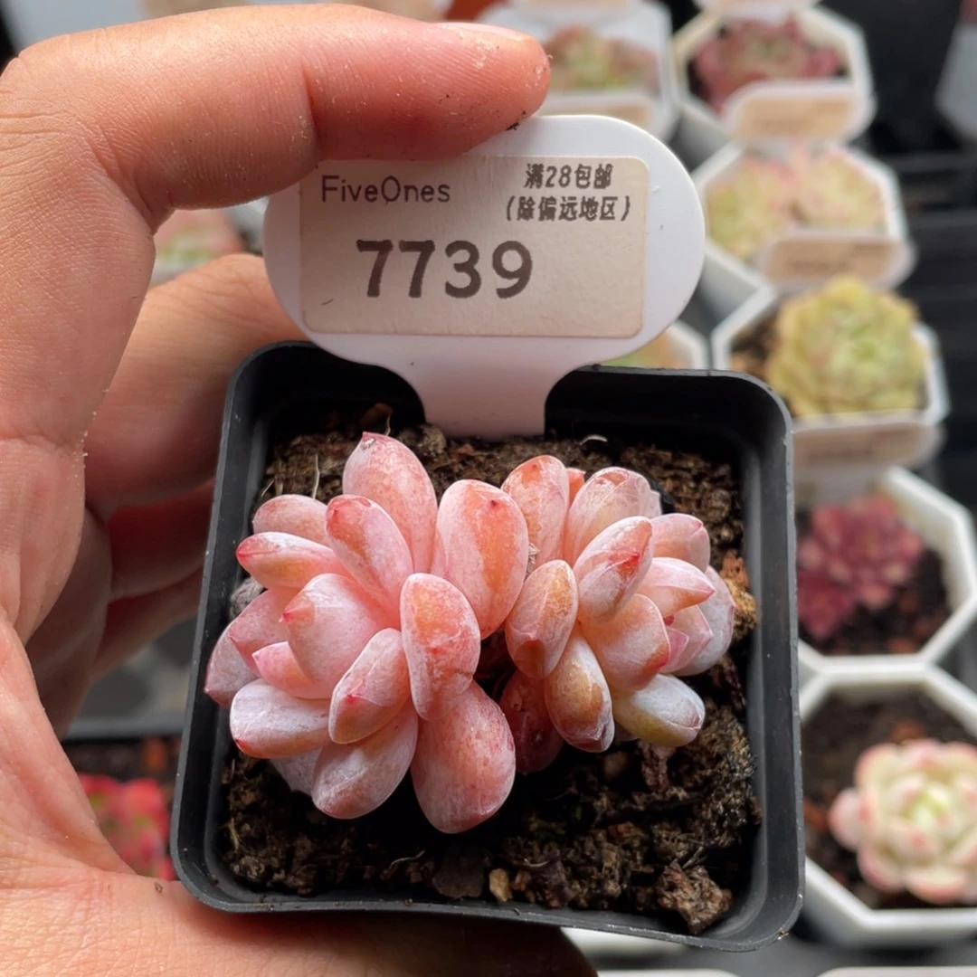 冰橙7739-5.5厘米