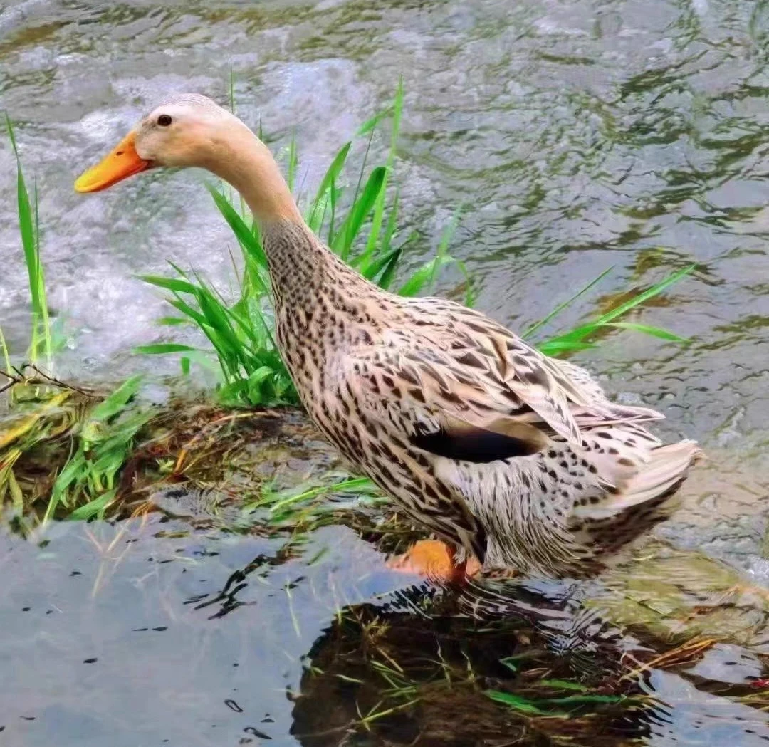【鸭子】散养麻鸭土鸭
