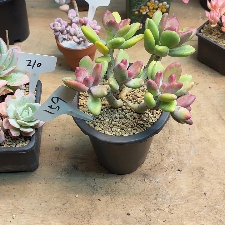 多肉植物，芒果奶159号