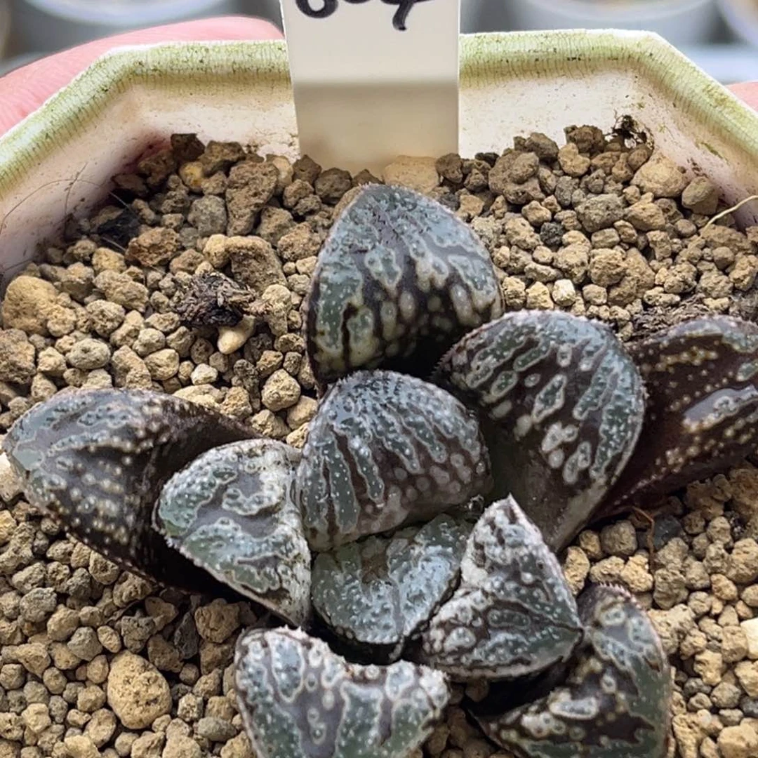 604蟒蛇头家多肉十二卷