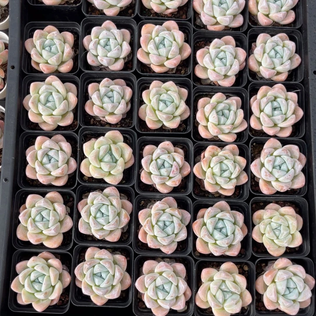 云尘多肉一物一拍，702，3棵
