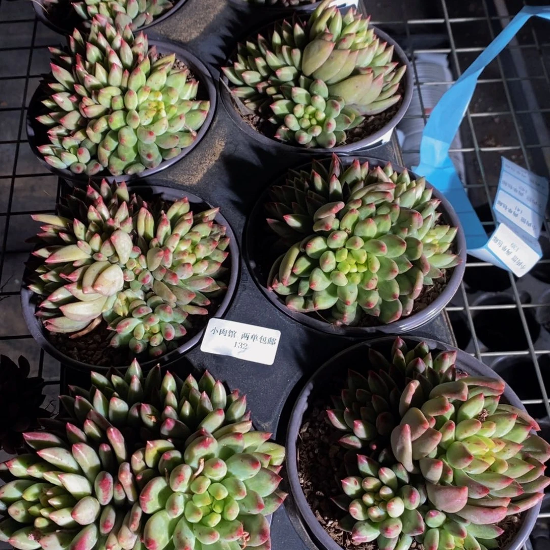 132-精品母本二代虞美人群一个