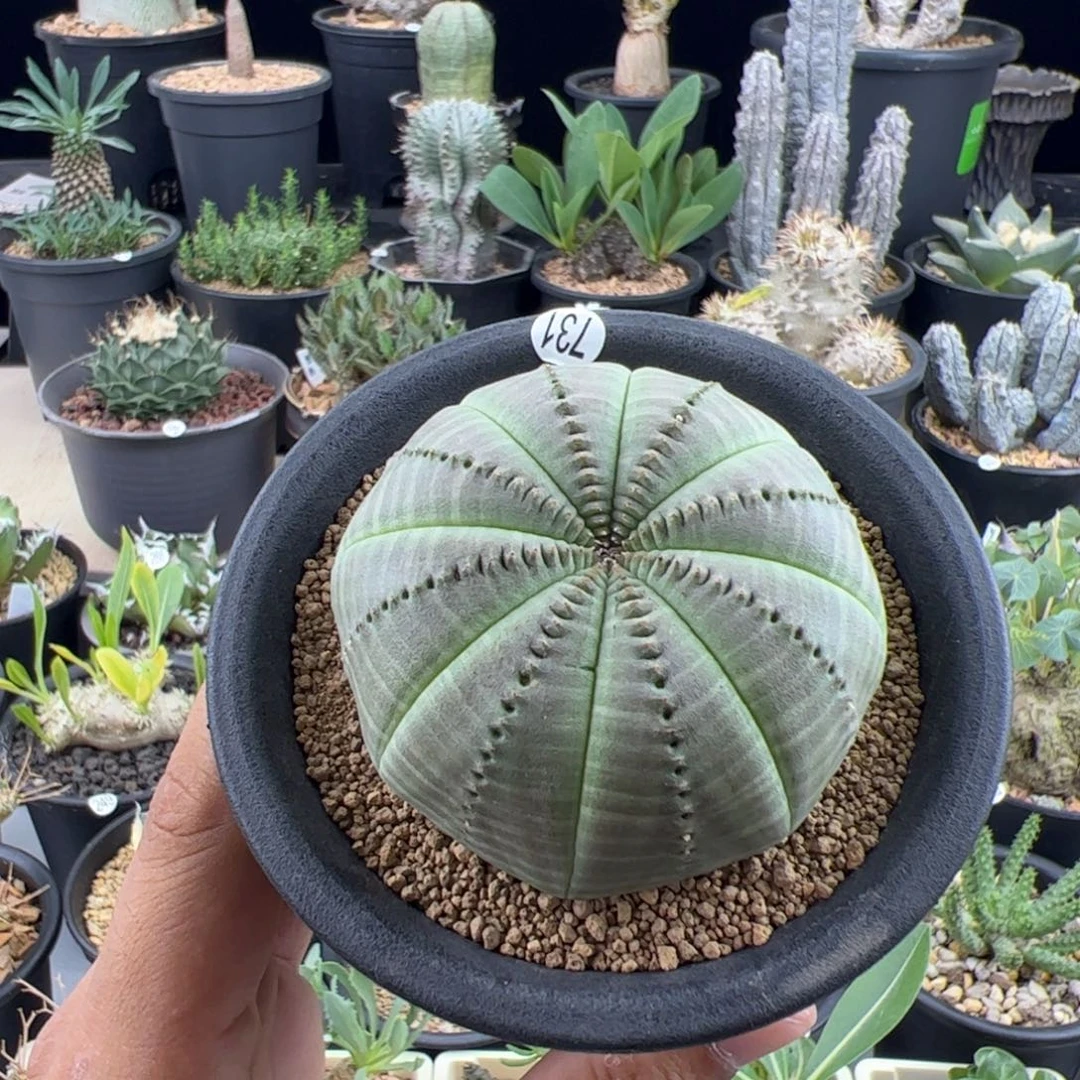 欧布实生6.2一物一拍