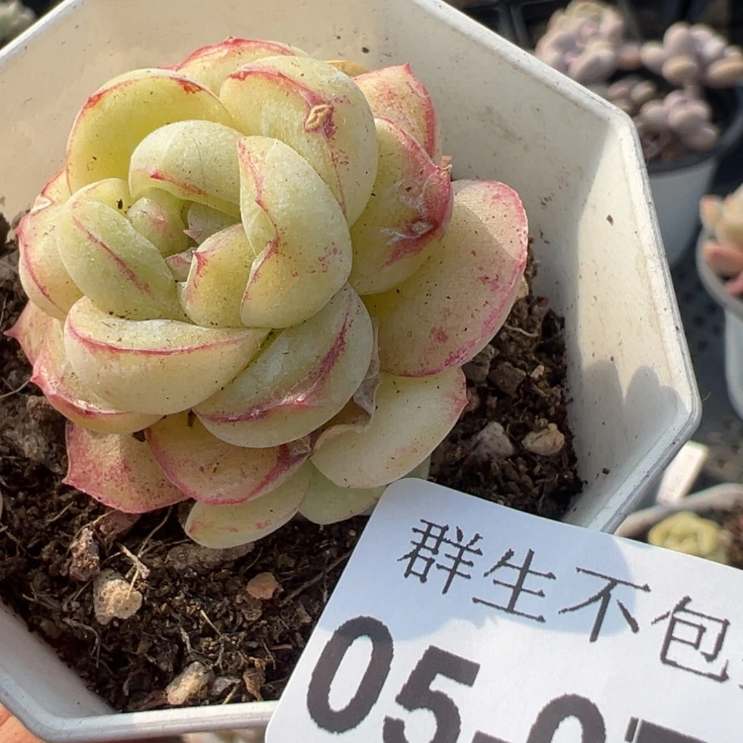 小卡拉米糖心一物一拍5-73