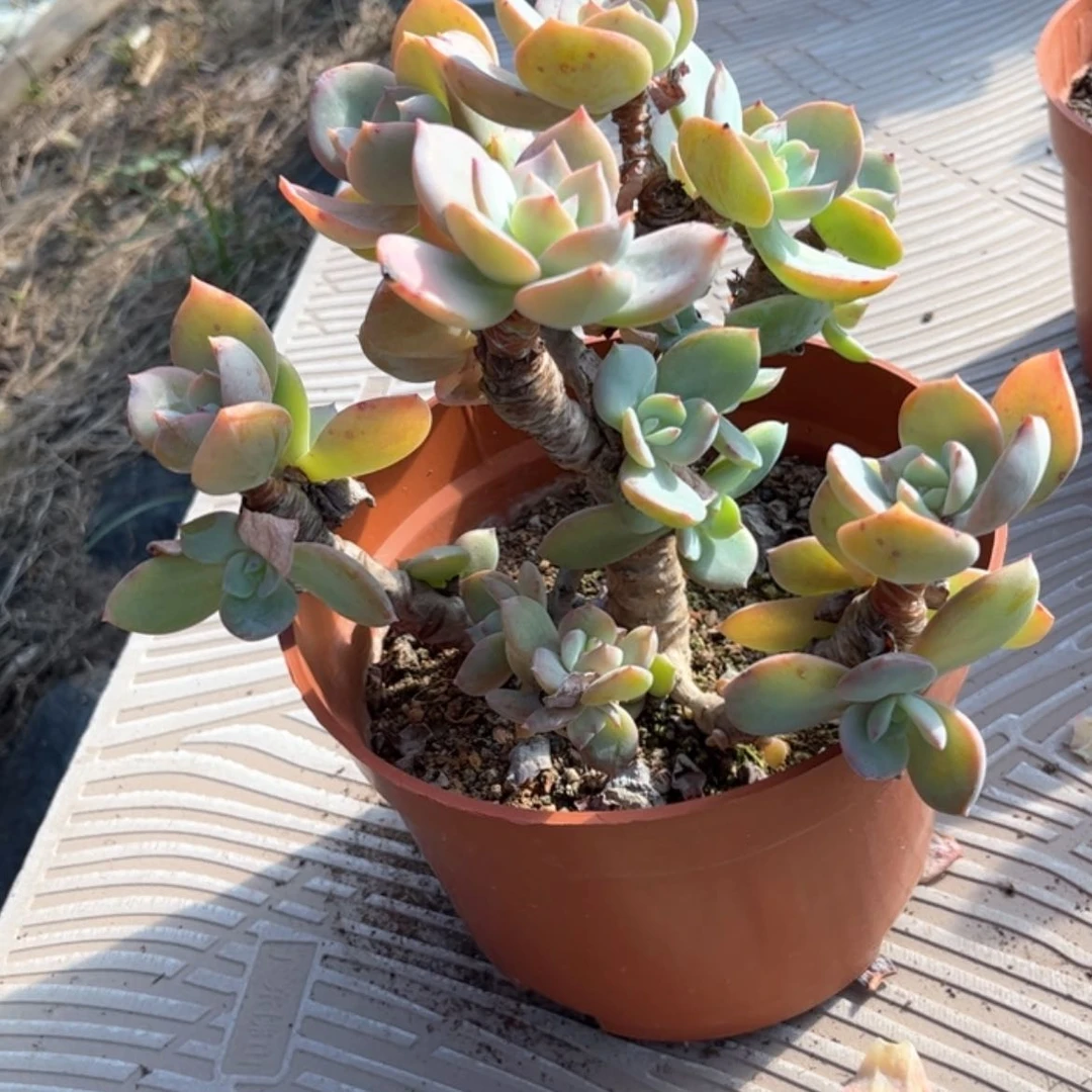 【闪购商品】无花朵浅**末