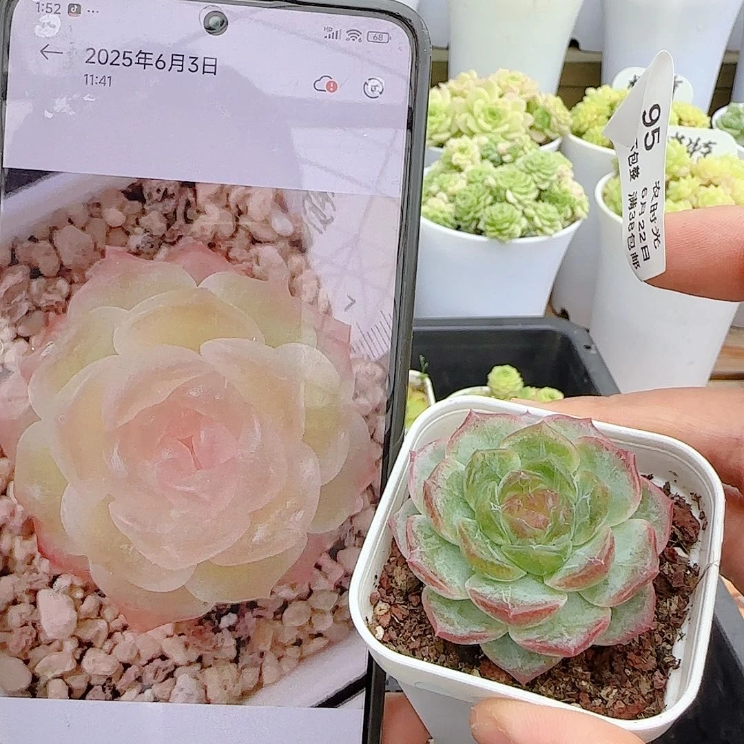 【闪购商品】0622-95无尽灯