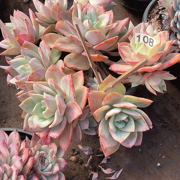 108烟火 一物一拍多肉