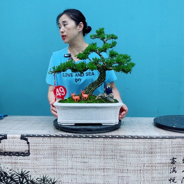 无花朵广东雀舌黄杨