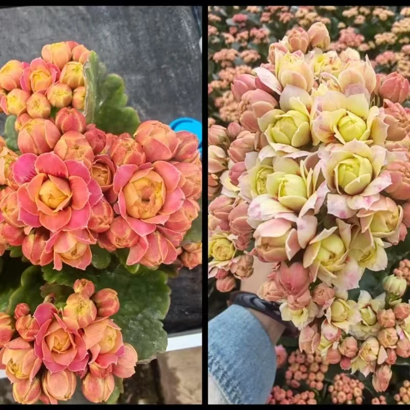 【布偶猫】长寿花稀有品种大花苞