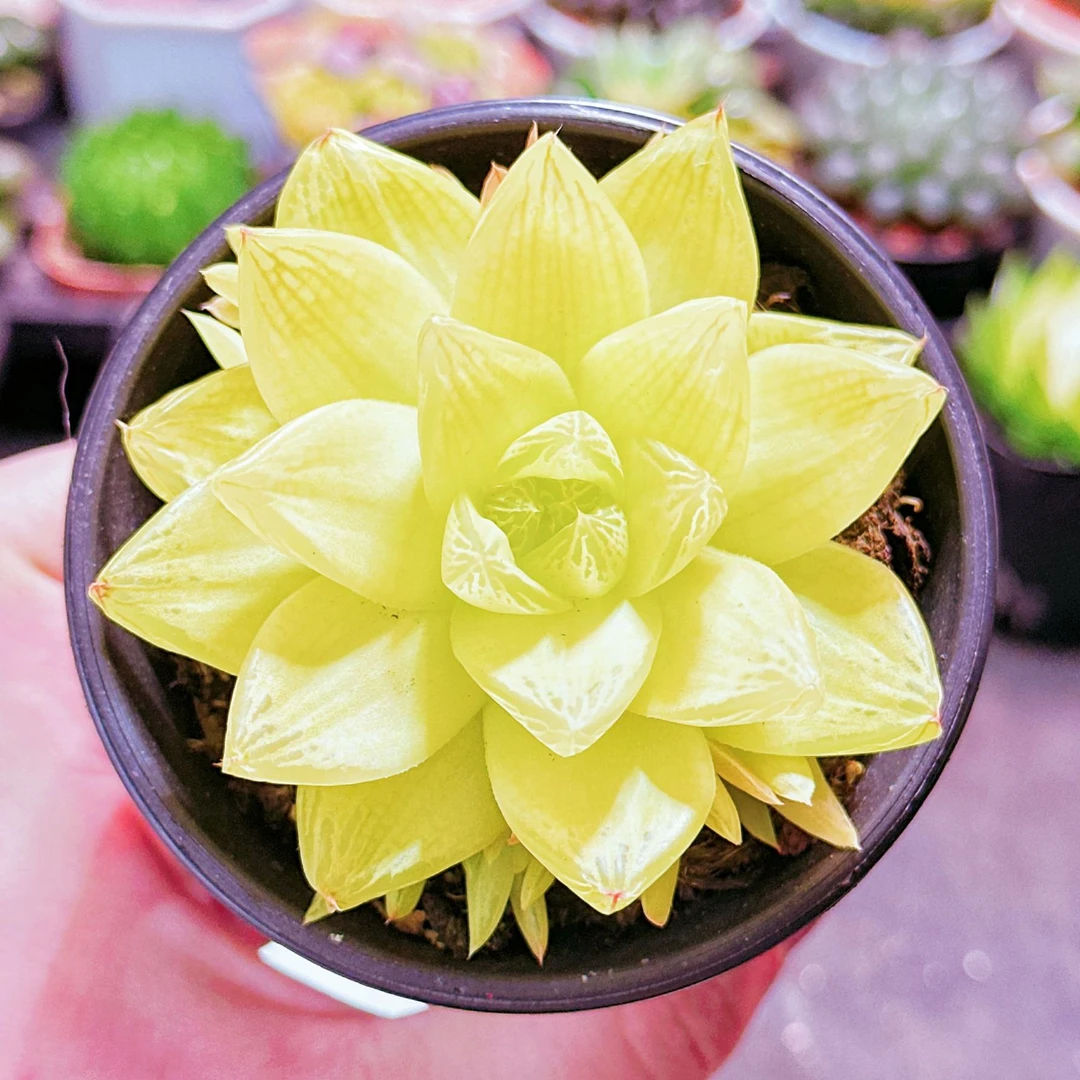 大黄金玉露-万象盆（满16包邮）黄金玉露十二卷多肉植物