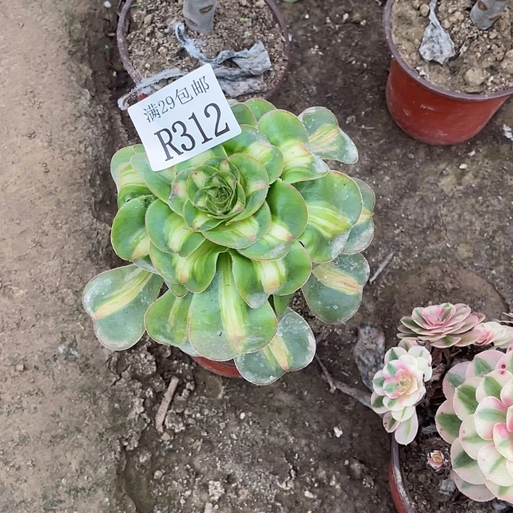 312爆君多肉植物