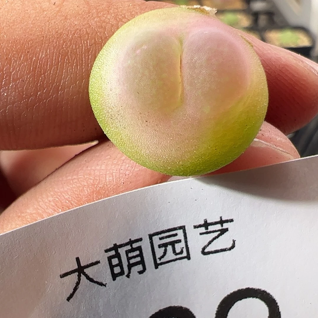 一物一拍。        269