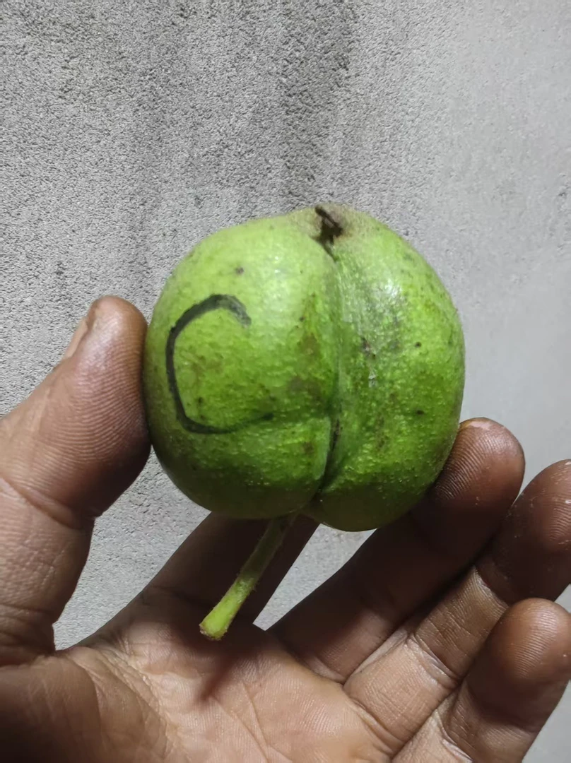 御龙粗筋文三文玩核桃