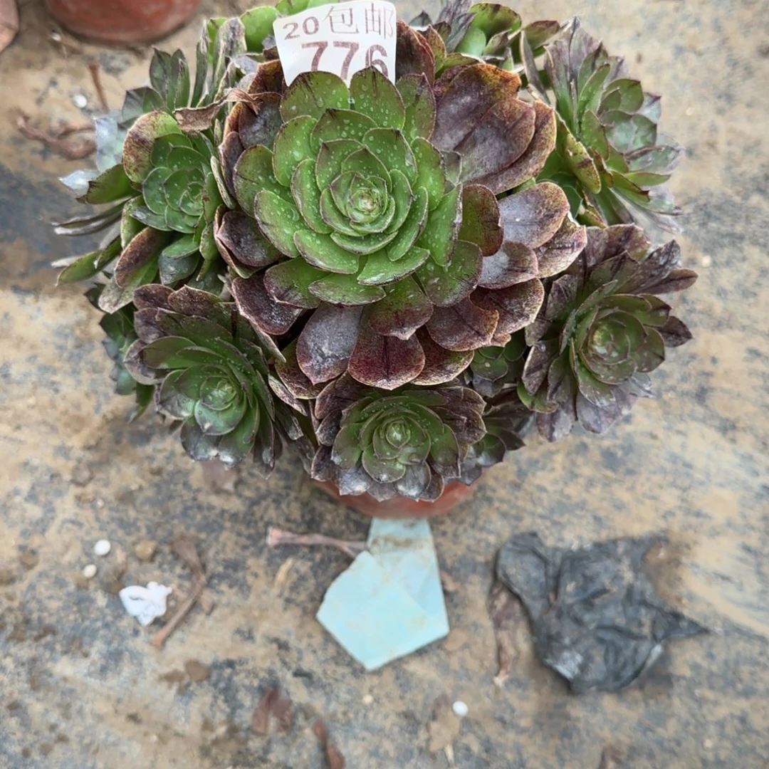 万拉丝776满20包邮断枝不包