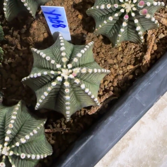 P*y268-0122泰国发货多肉