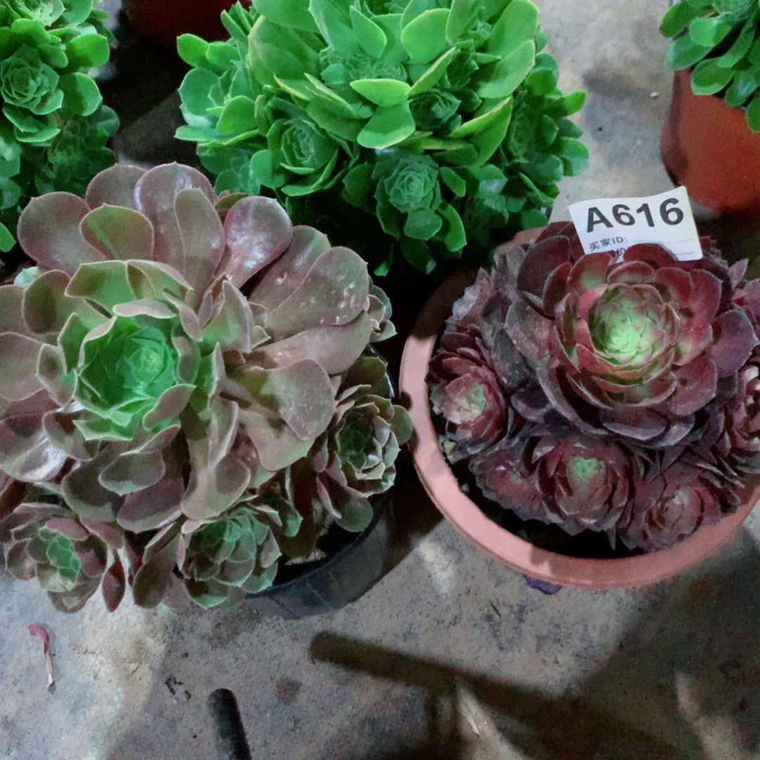 绿玫瑰➕柠檬玫瑰➕桃花石849