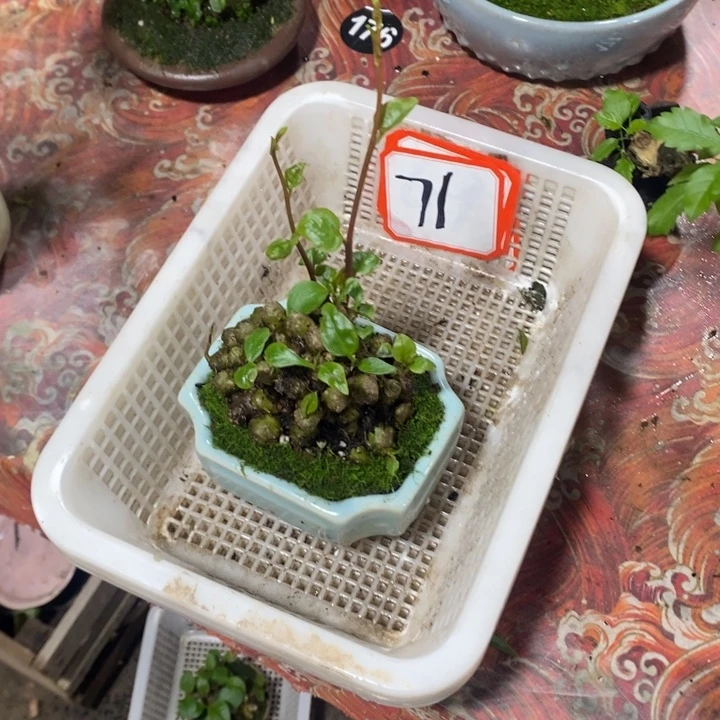 钱***子无花朵退款拉黑拉黑71