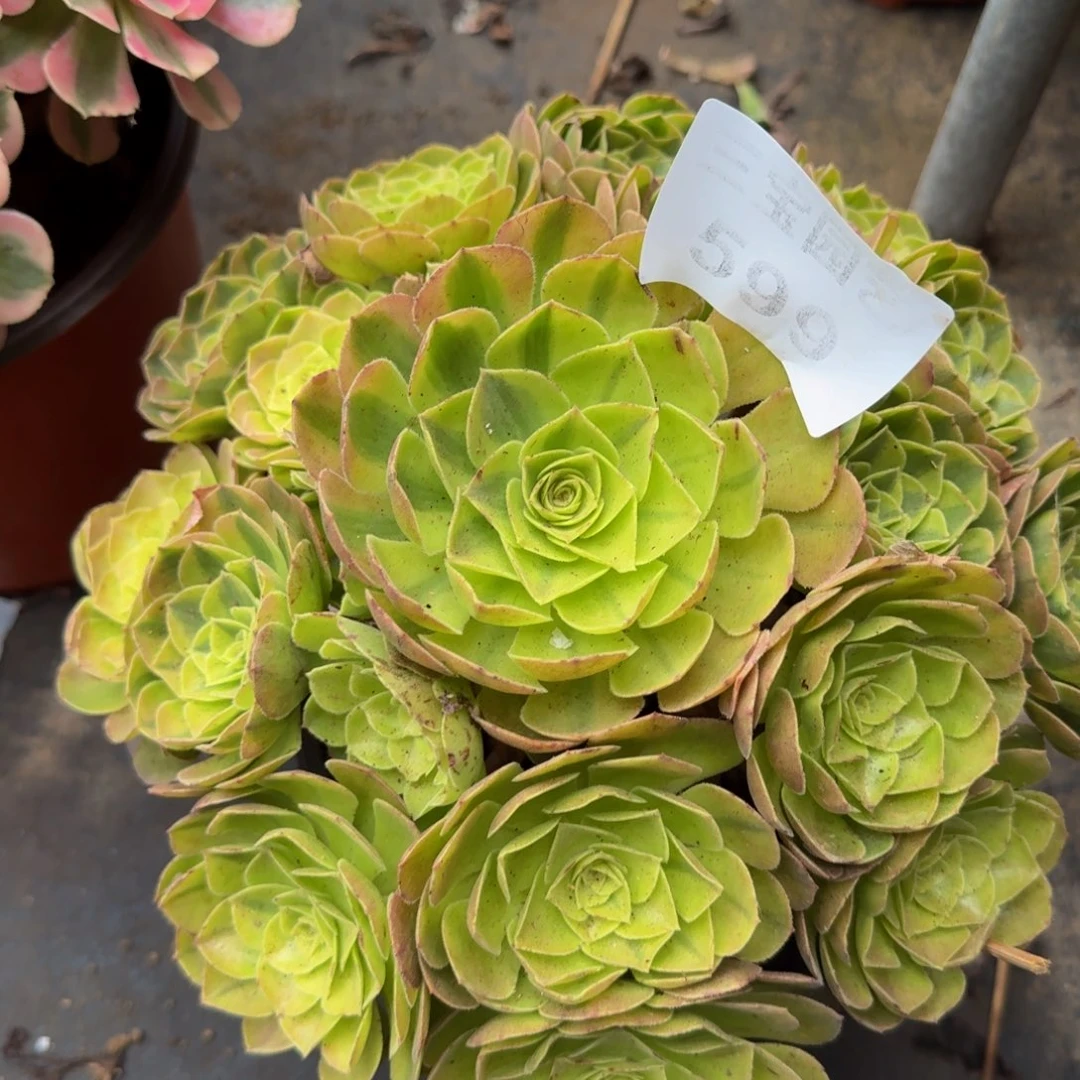 多肉植物599雨荷法师