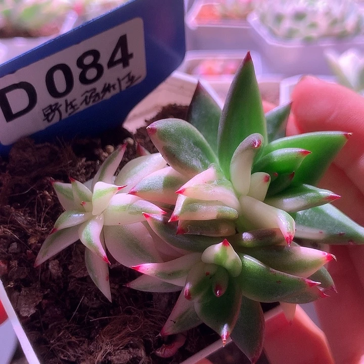 野生玛利亚有根有根