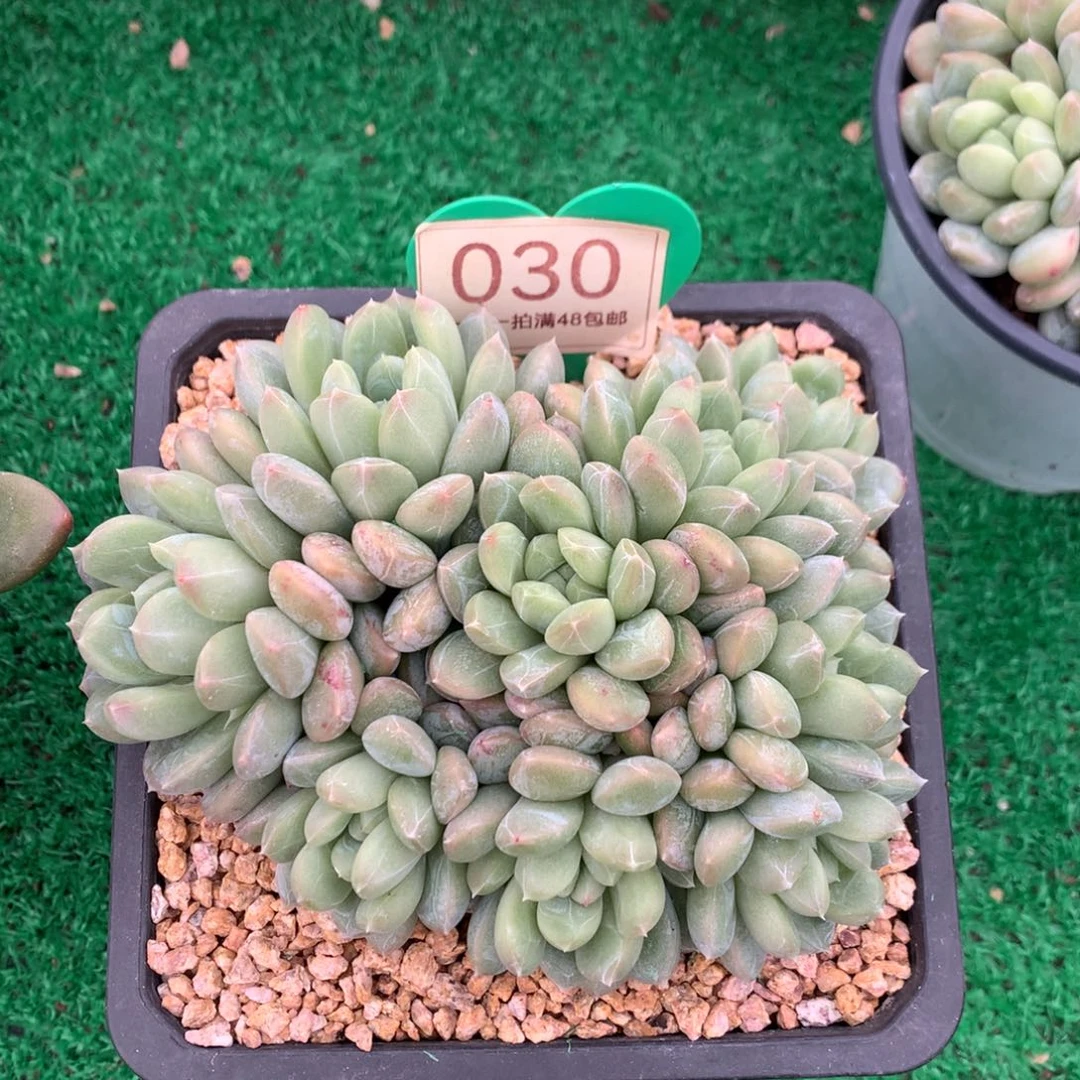 百达翡翠无砍平头030