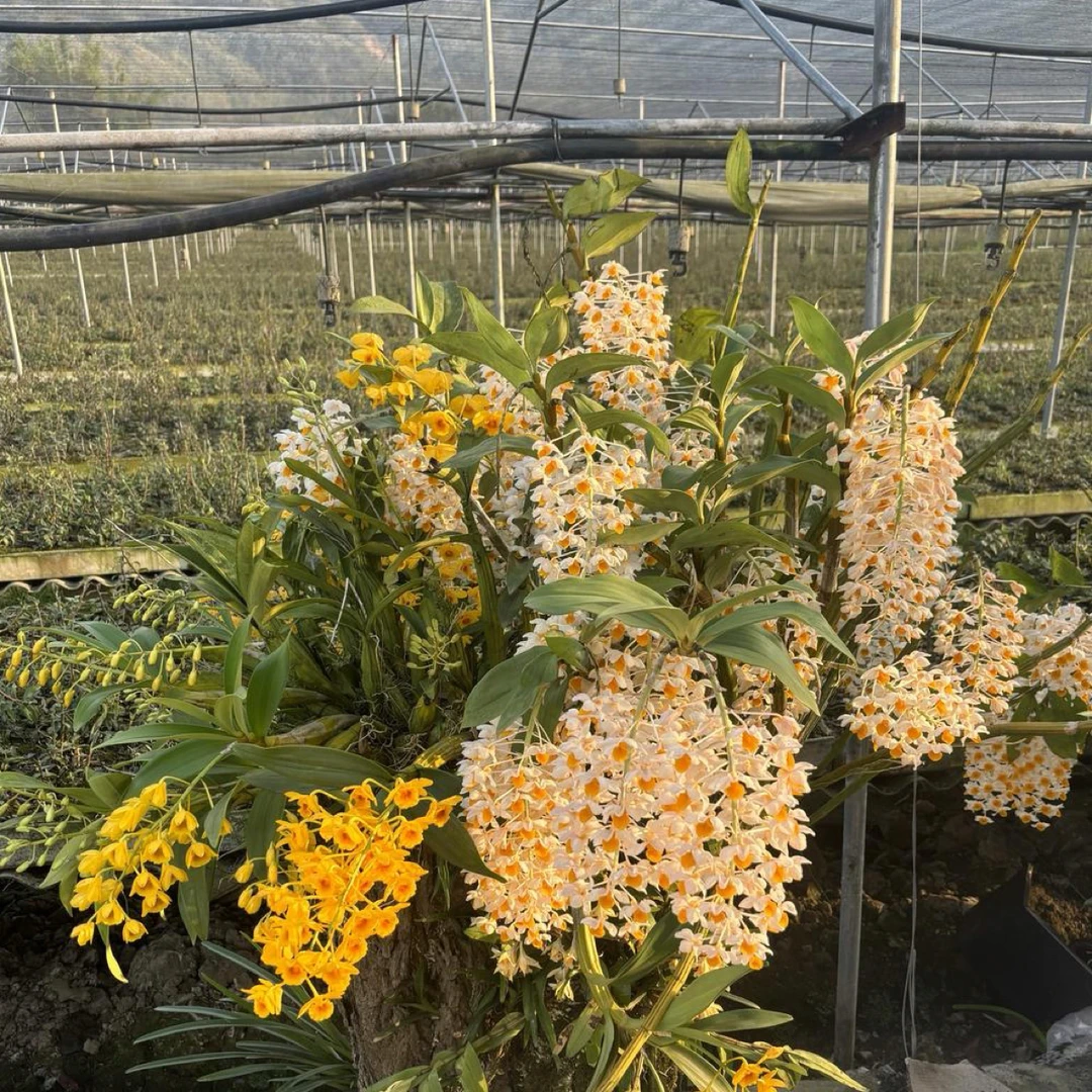 云南球花石斛苗易成活可泡茶花香四溢适合种植迎春花兰花盆栽绿植