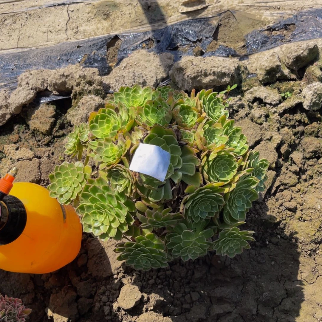 万花筒法师朵朵5-20