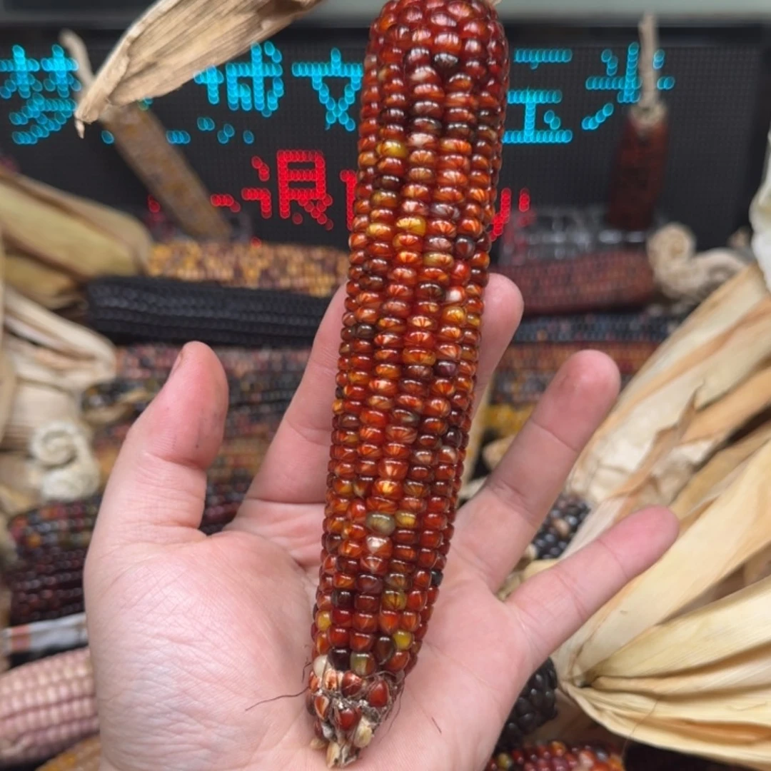 柏香籽/百香籽吊坠你****！