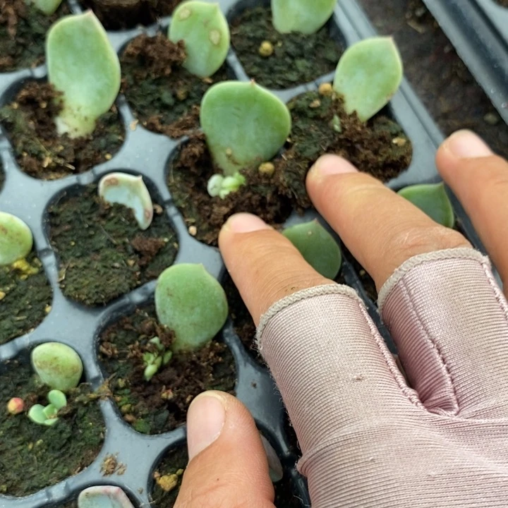 六一云岚2颗牙苗