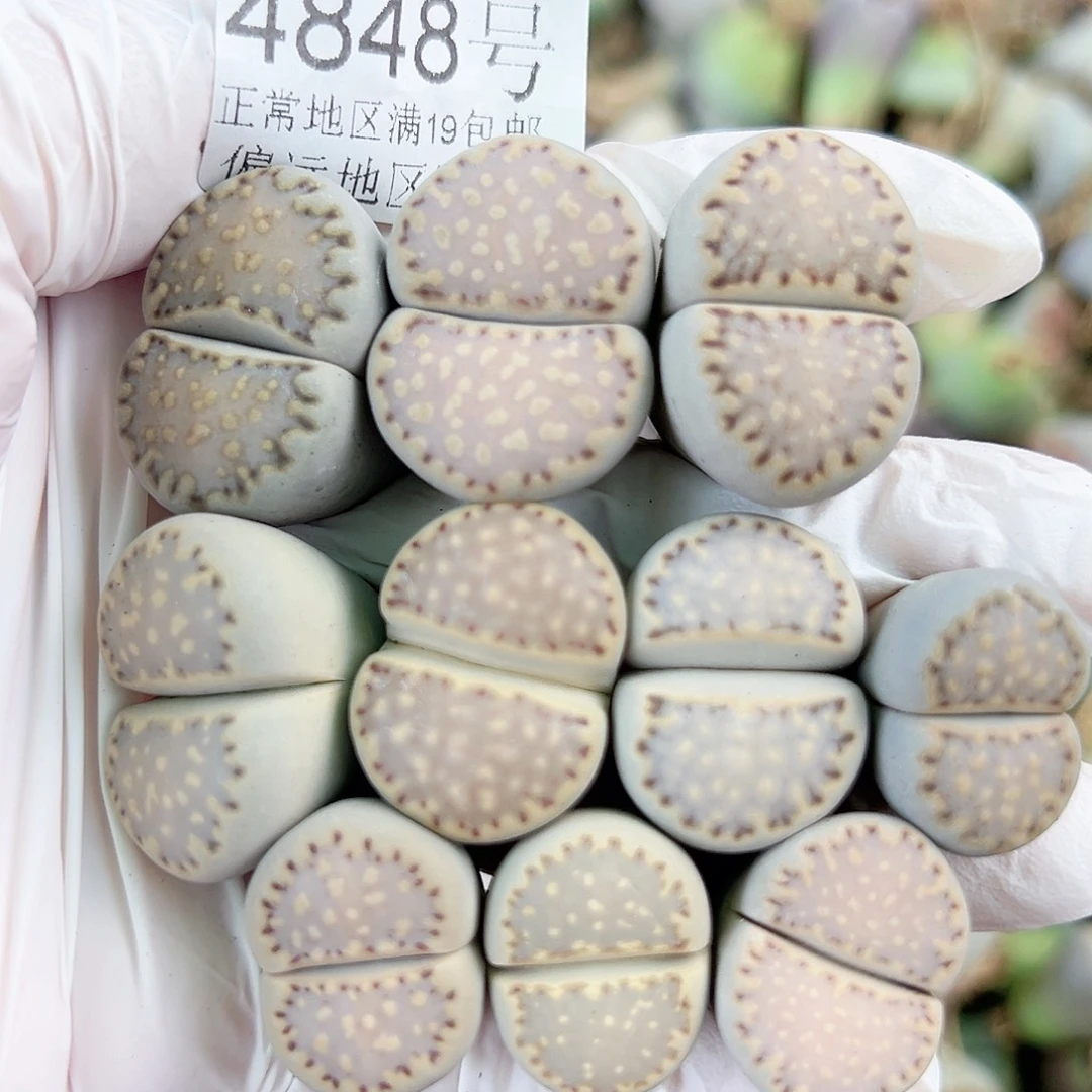 4848五年饼干10个2-2.5cm