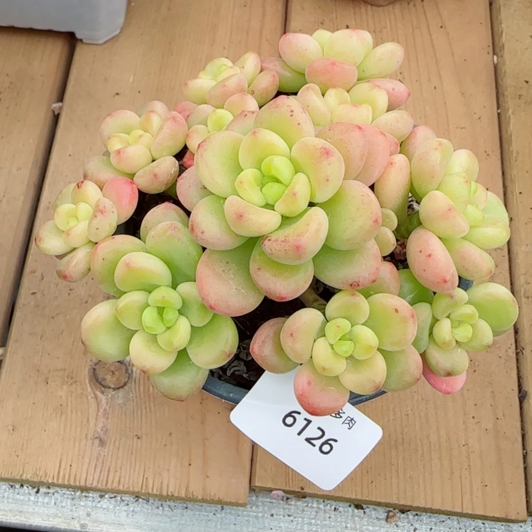 香格里拉，6126多肉植物