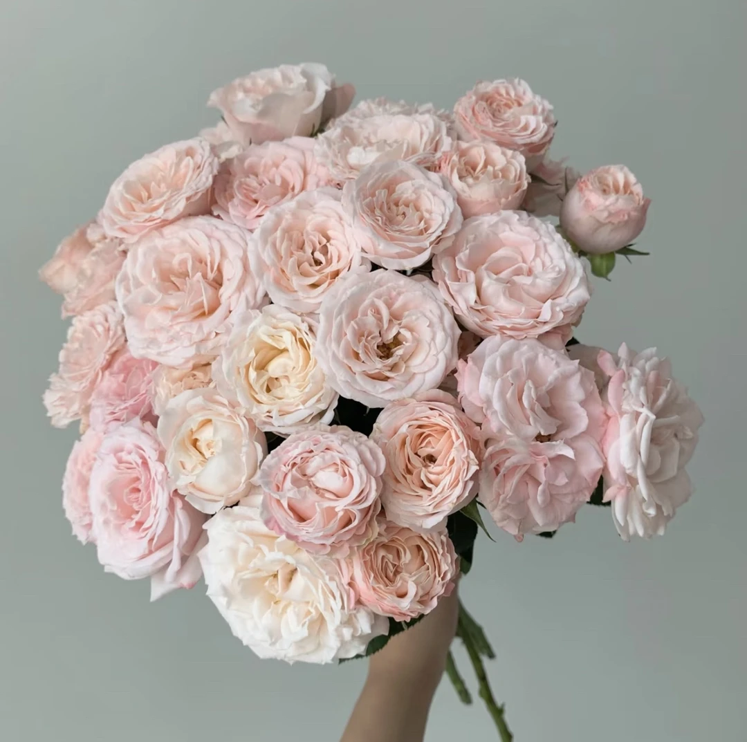 （曼 ）浮夸夫人8支+2支防损 鲜花任意两单包邮