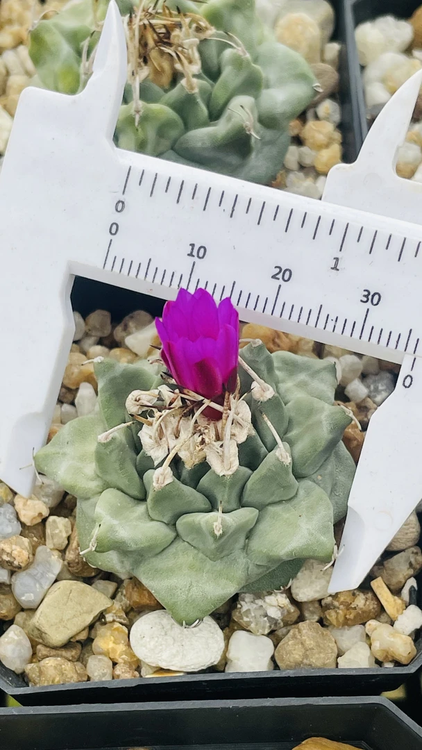 赤花娇丽仙人球多肉植物小盆栽精品娇丽属