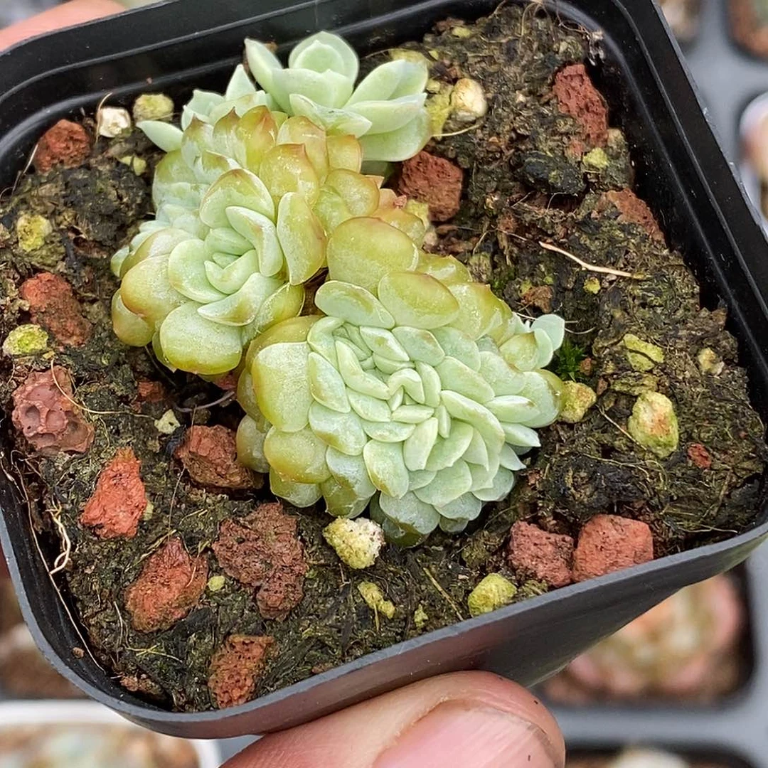 熔晶缀化30包邮非偏远