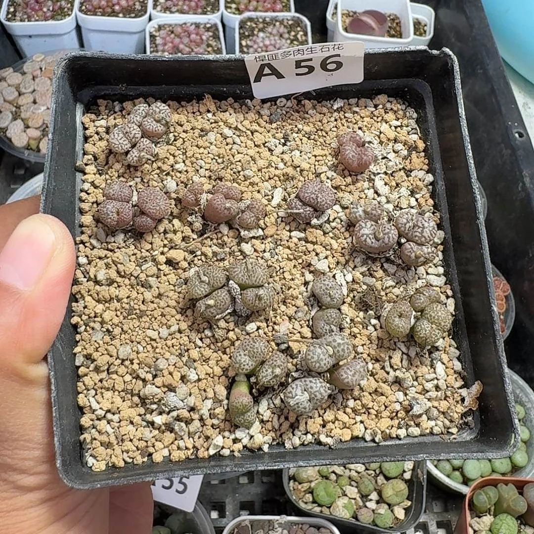 56多肉植物多肉植物