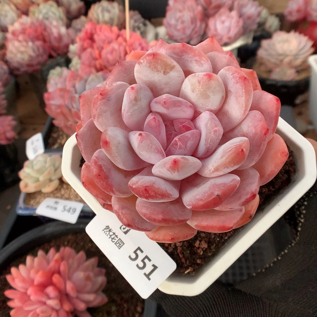 551冰糖橙多肉植物6666